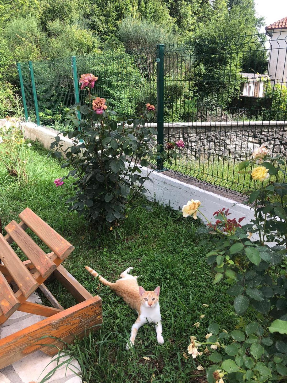 Vila Oaza Markovici Budva Zewnętrze zdjęcie